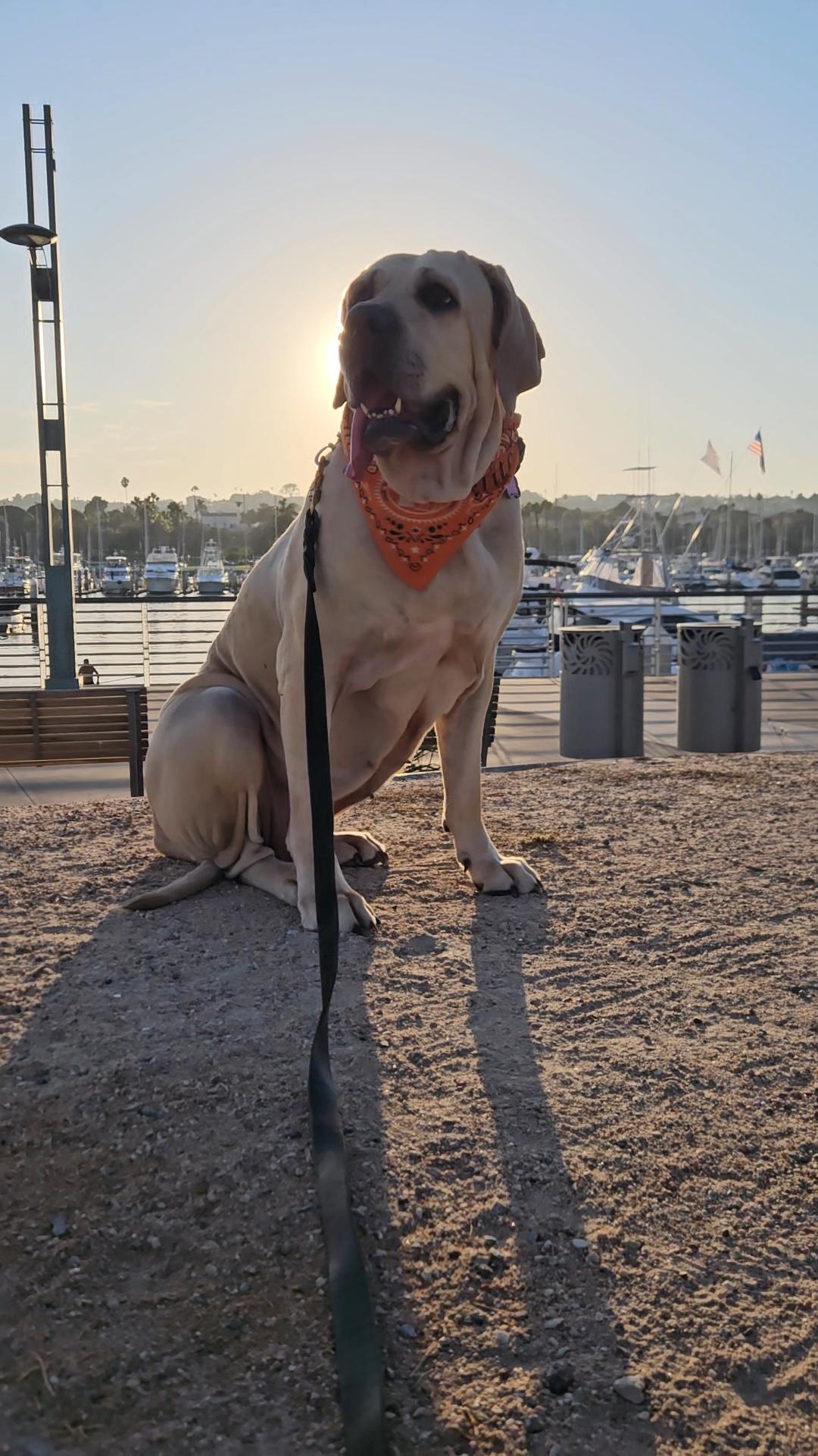 Babe the Fila, a Adoptable Fila Brasileiro in Hermosa Beach, CA image 3/5