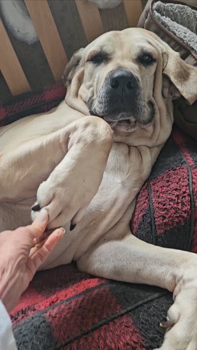 Enlarge Babe the Fila, a Adoptable Fila Brasileiro in Hermosa Beach, CA video 5/5