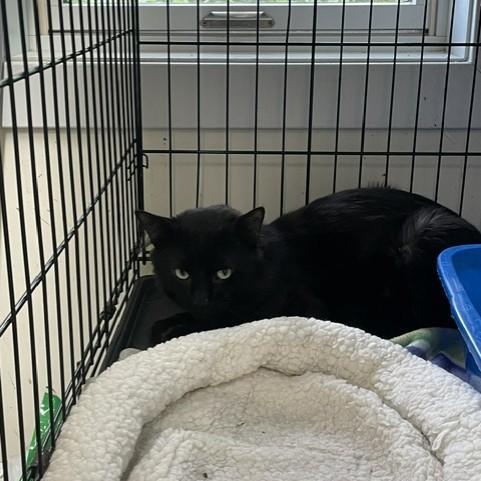Enlarge Nero, a ADOPTABLE Domestic Short Hair in Attleboro, MA image 2/2