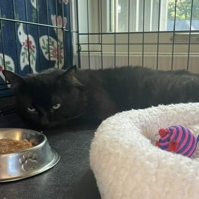 Nero, ADOPTABLE, Young Male Domestic Short Hair.