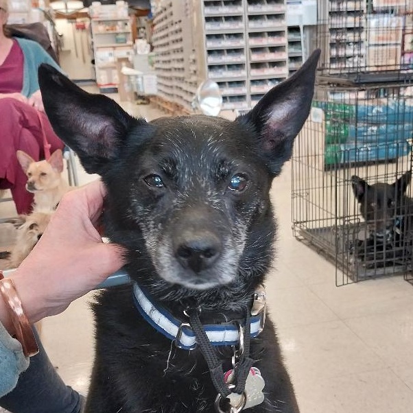 Roger, ADOPTABLE, Senior Male Schipperke.