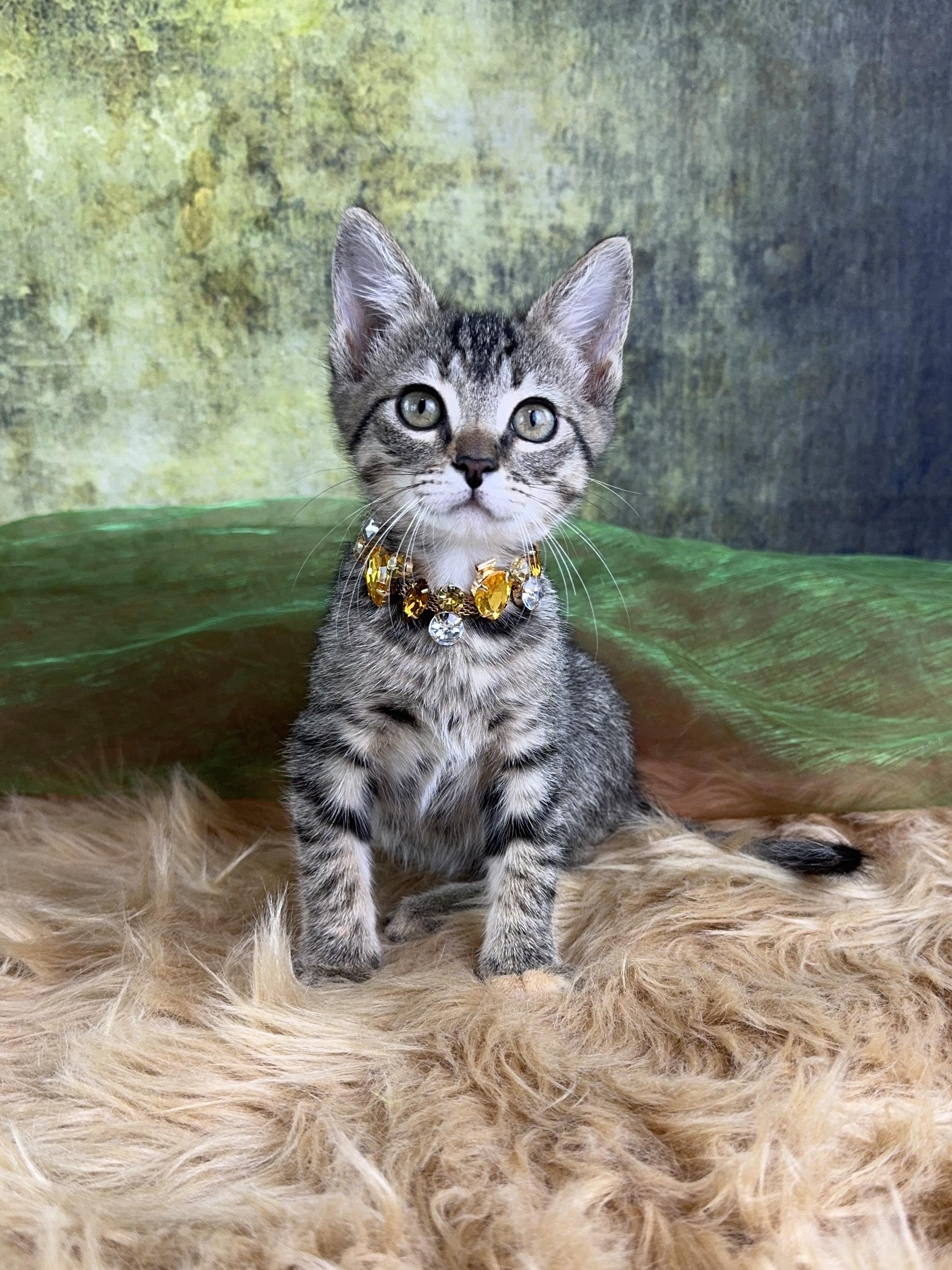 Shuri, a ADOPTABLE Tabby in Houston, TX image 5/6