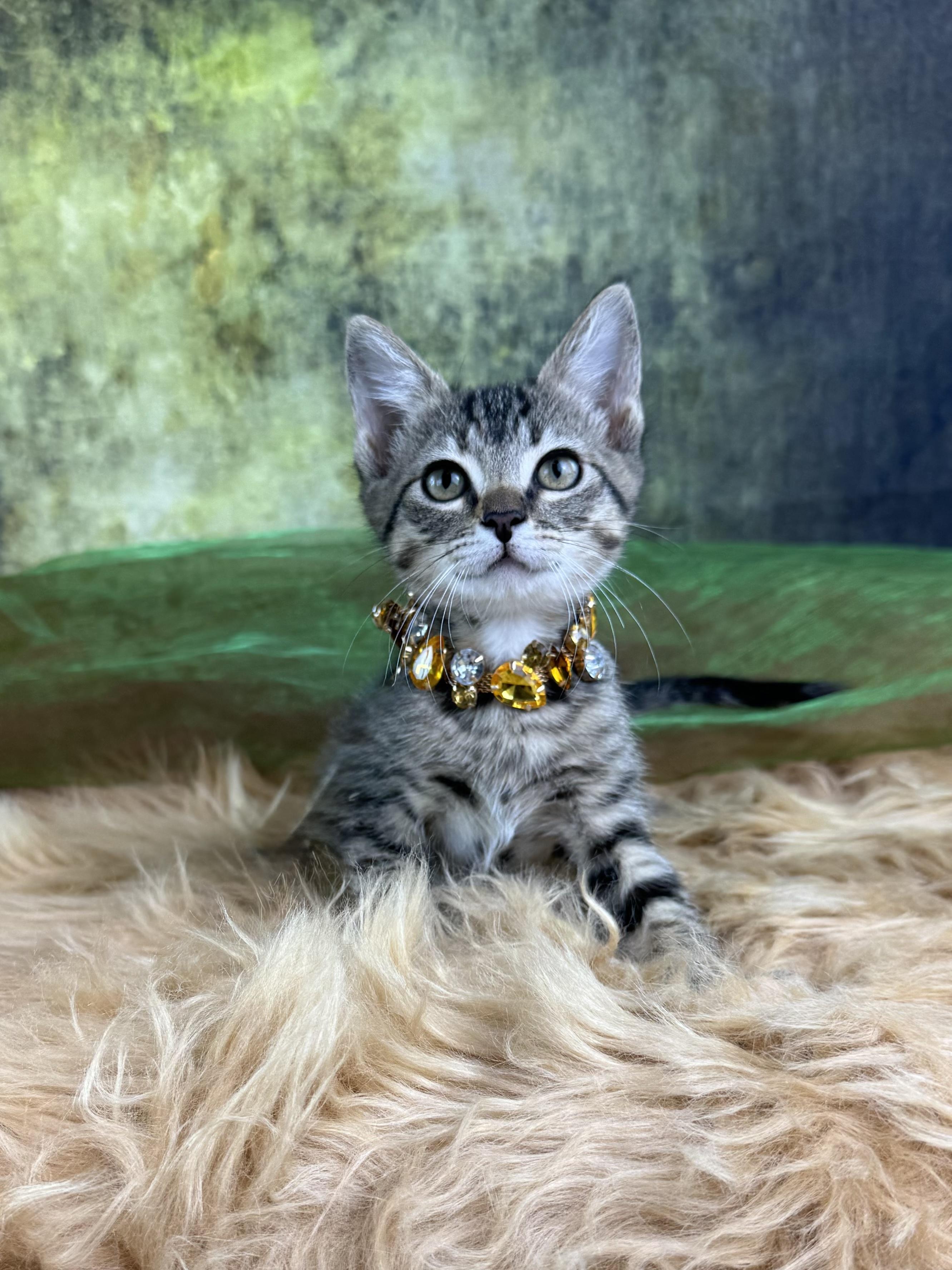 Shuri, a ADOPTABLE Tabby in Houston, TX image 6/6