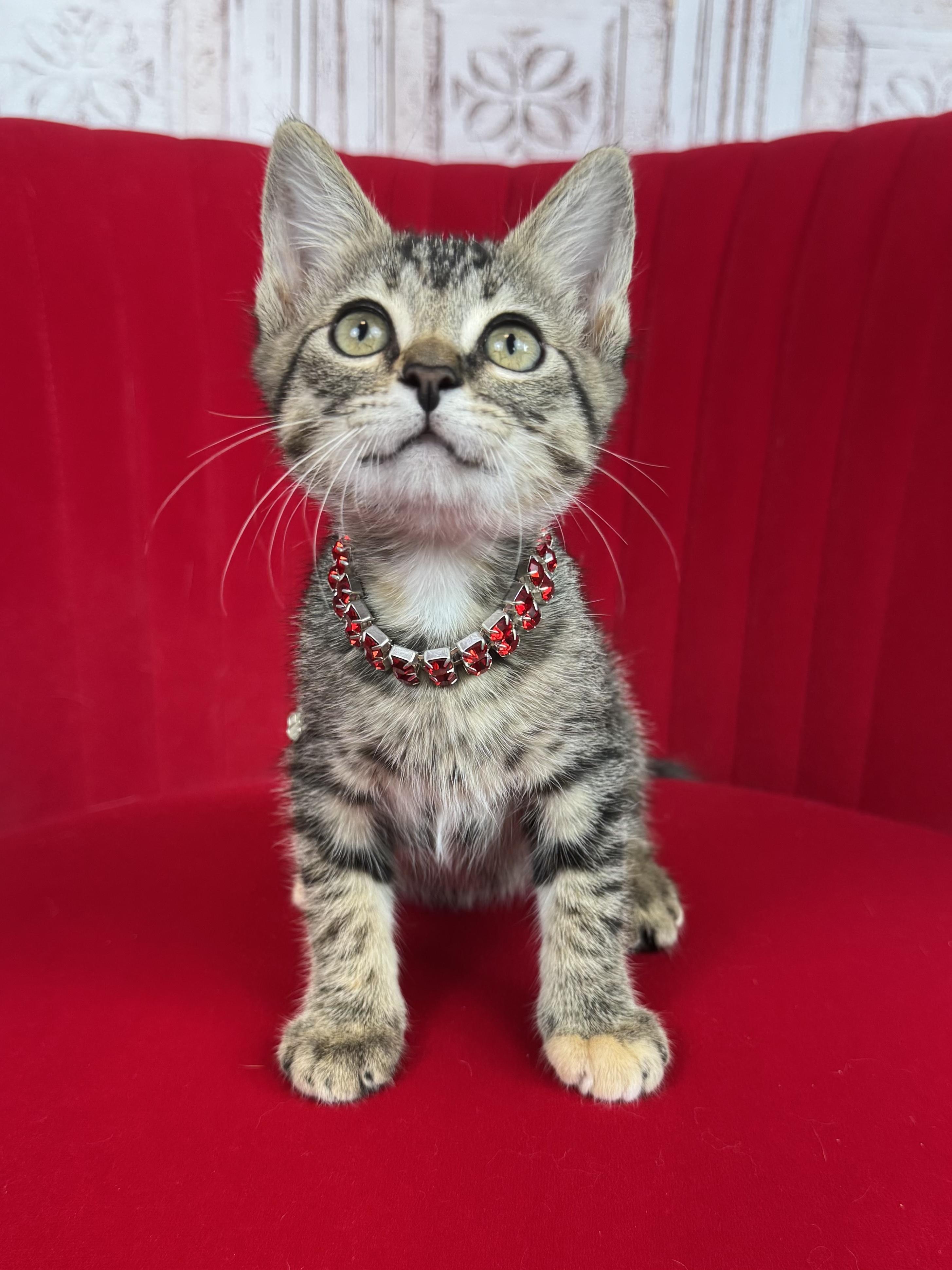Shuri, a ADOPTABLE Tabby in Houston, TX image 2/6