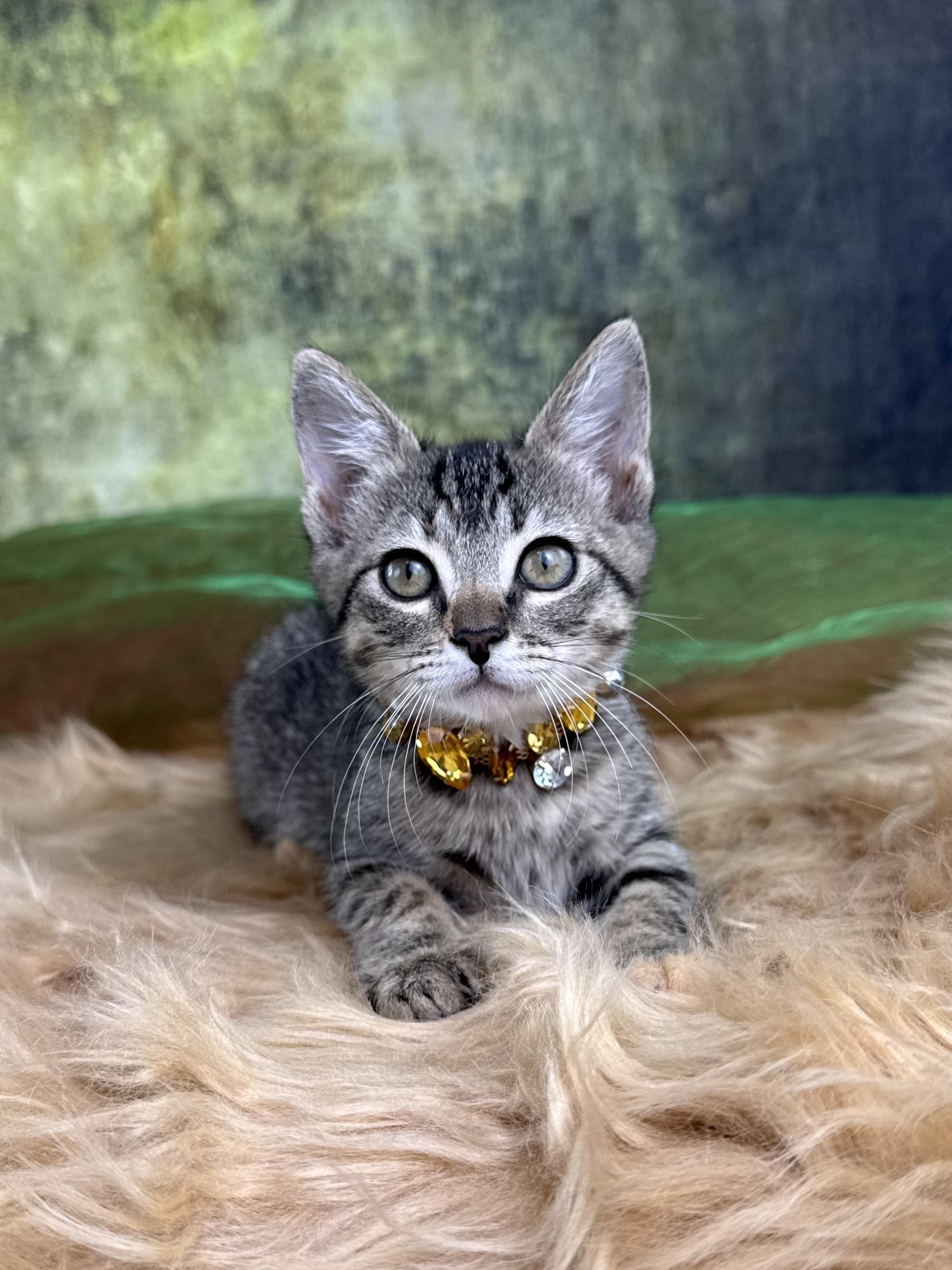Shuri, a ADOPTABLE Tabby in Houston, TX image 3/6