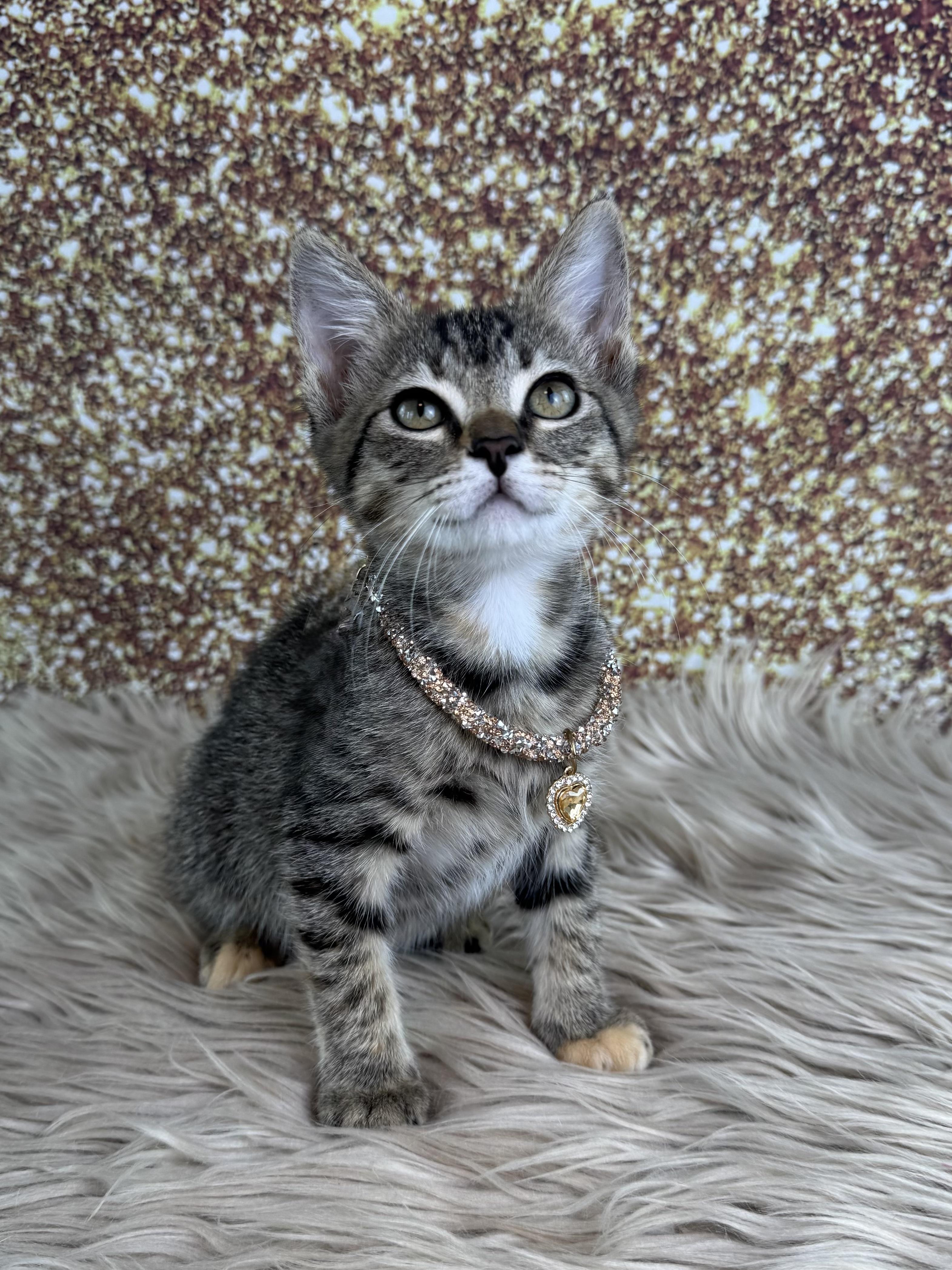 Shuri, a ADOPTABLE Tabby in Houston, TX image 1/6