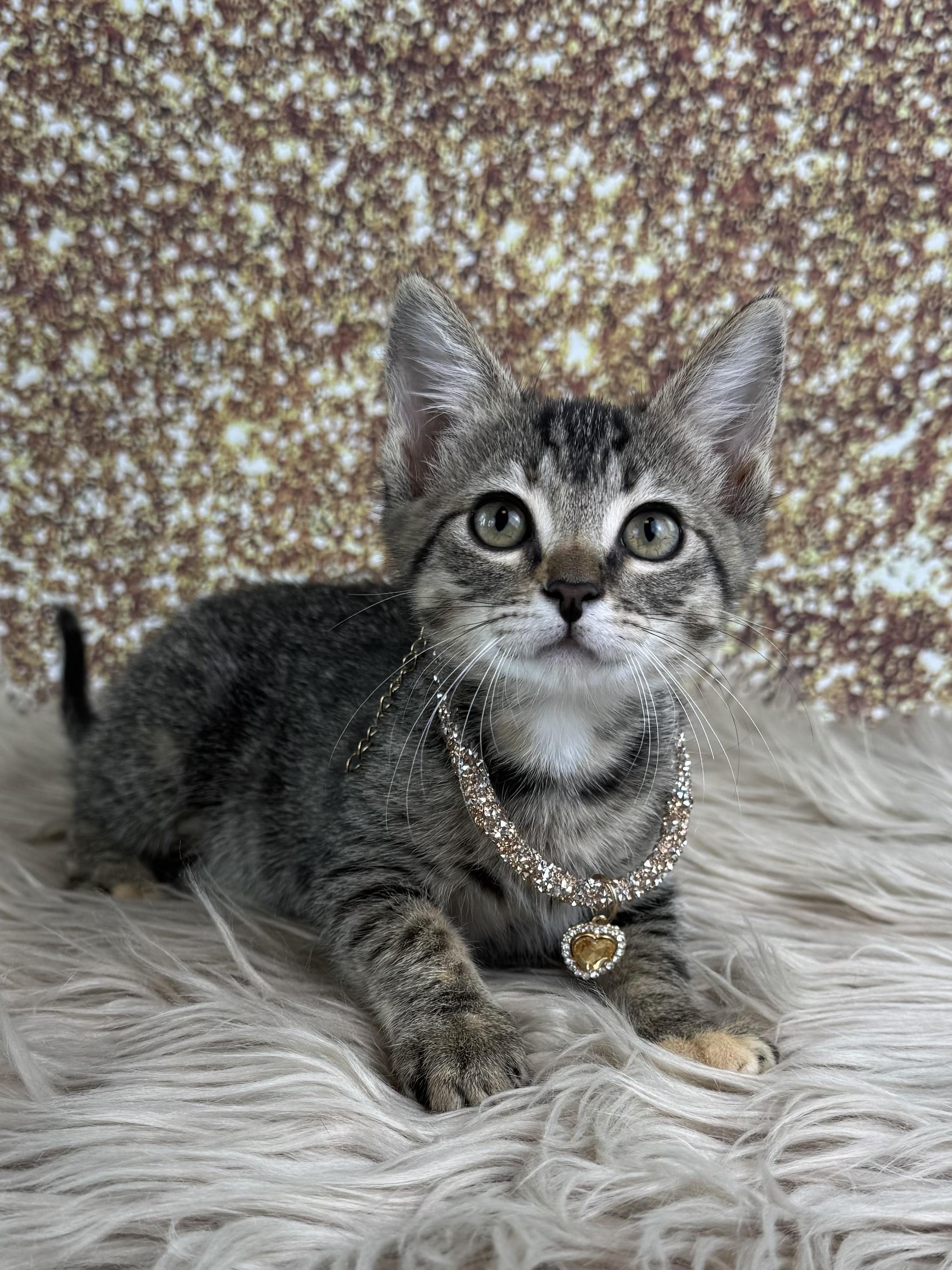 Shuri, a ADOPTABLE Tabby in Houston, TX image 4/6