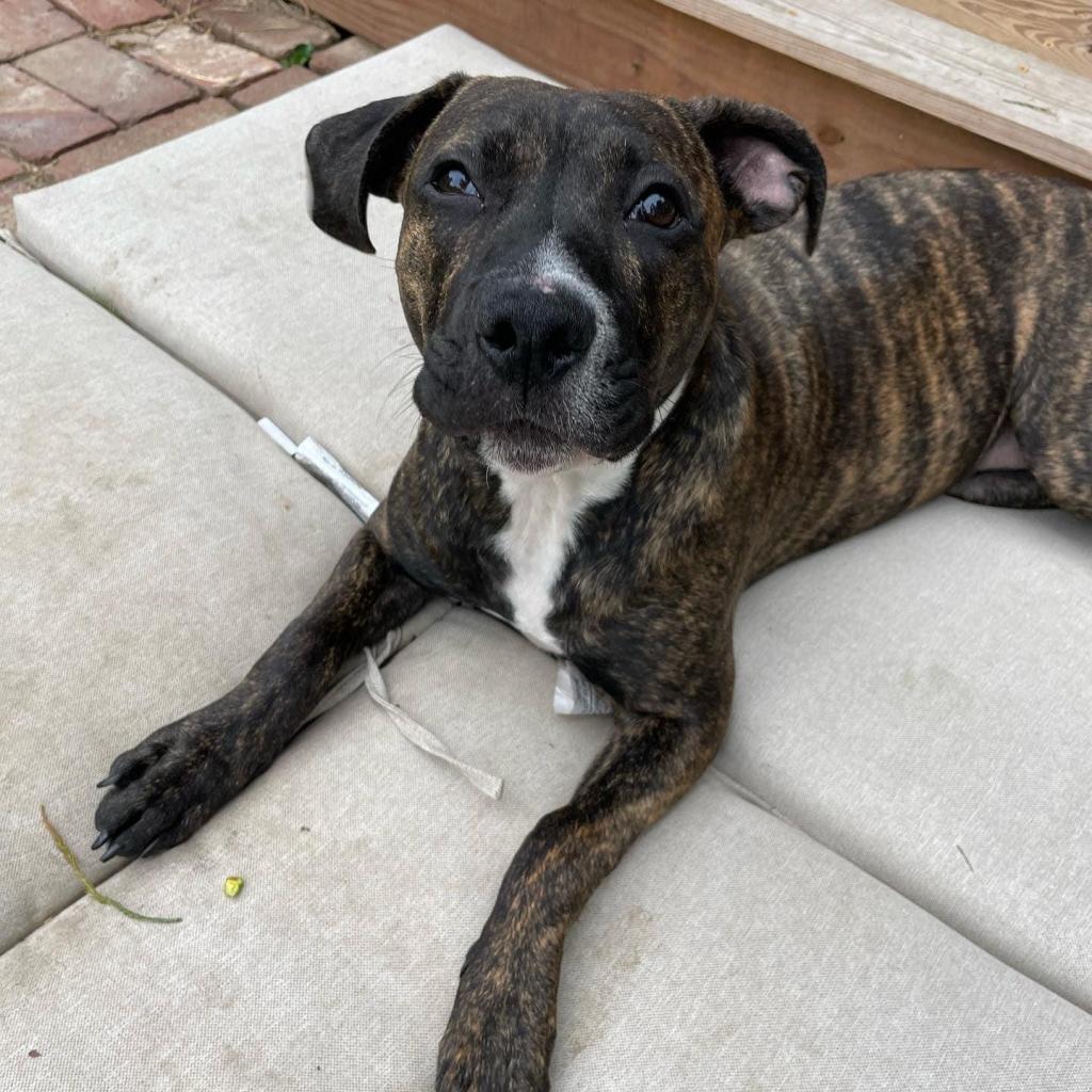 Enlarge Penney, a Adoptable mixed breed in St. Peters, MO image 1/1