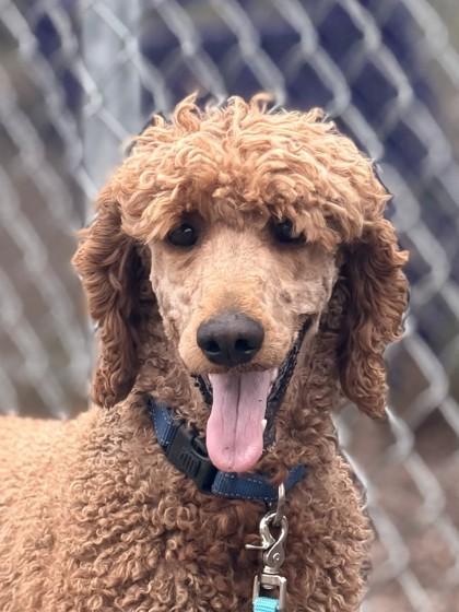 Chester, ADOPTABLE, Young Male Standard Poodle.