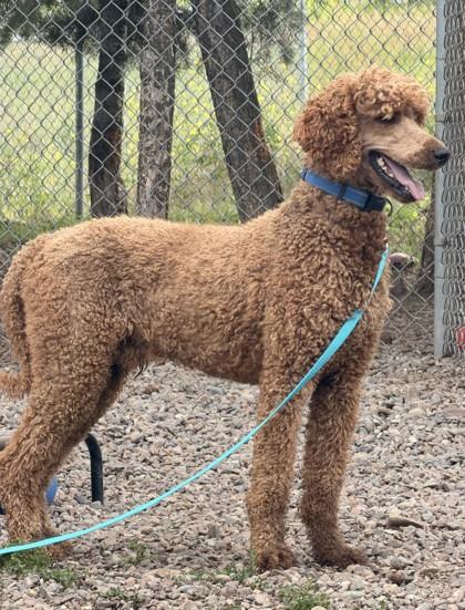 Enlarge Chester, a ADOPTABLE Standard Poodle in Missoula, MT image 2/2