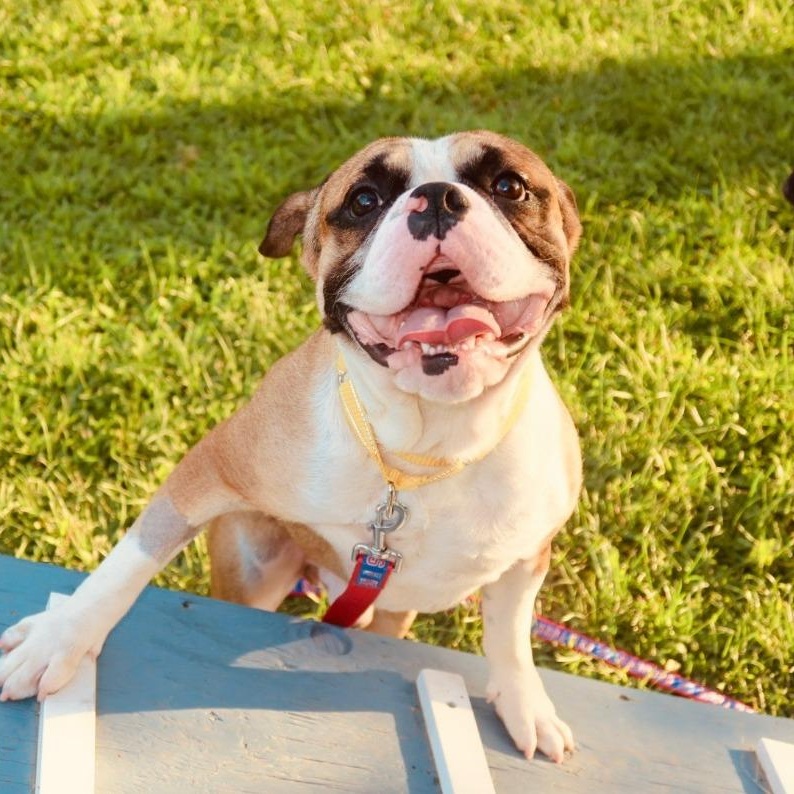 Spudz, Adopted, Puppy Male Bulldog.