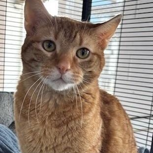 Enlarge Muenster *, an adoptable Domestic Short Hair in Douglas, MI image 1/2