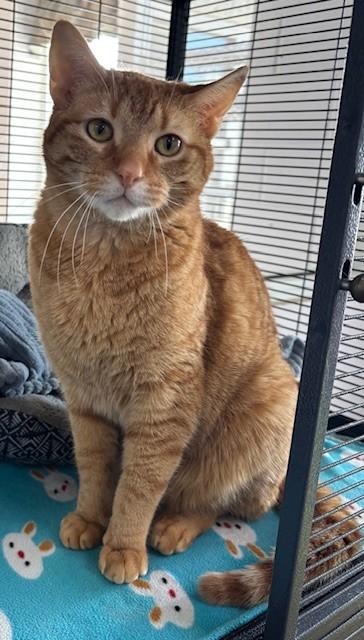 Enlarge Muenster *, an adoptable Domestic Short Hair in Douglas, MI image 2/2