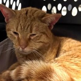 Muenster, adopted, Adult Male Domestic Short Hair.