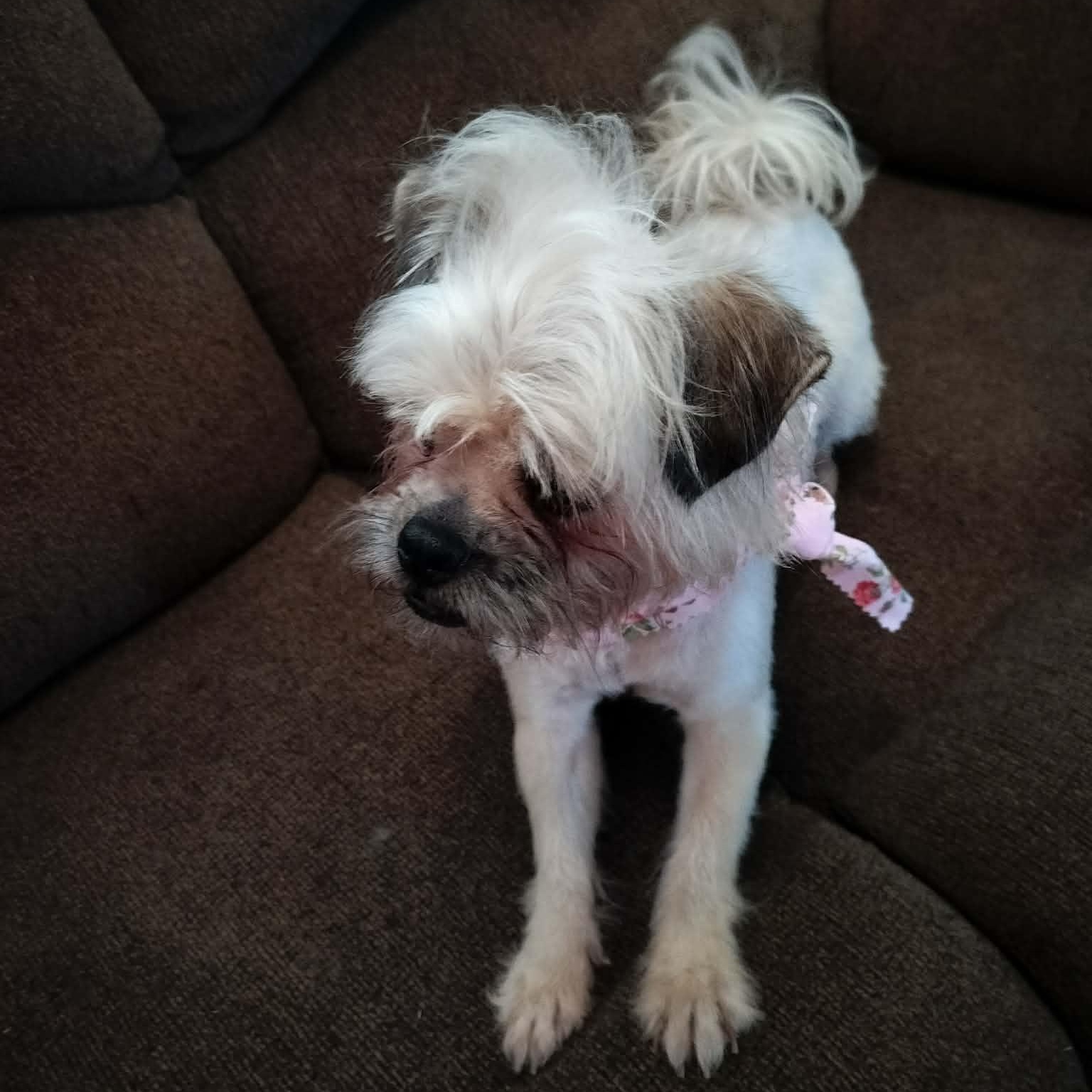 Enlarge MOLLY, an adopted Shih Tzu in Harlem, GA image 3/5