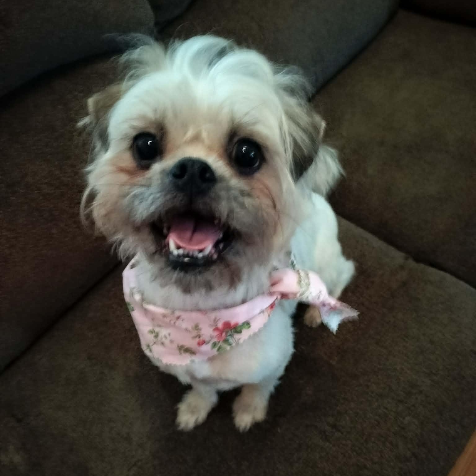 MOLLY, adopted, Adult Female Shih Tzu.