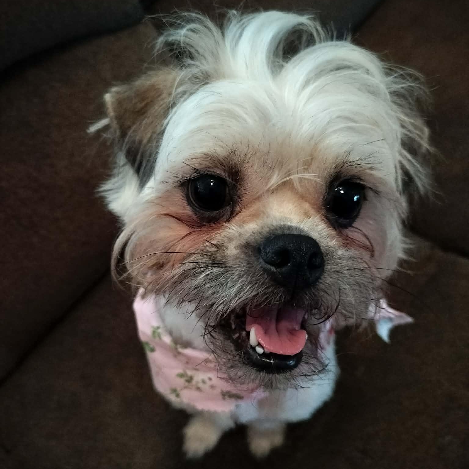 Enlarge MOLLY, an adopted Shih Tzu in Harlem, GA image 4/5