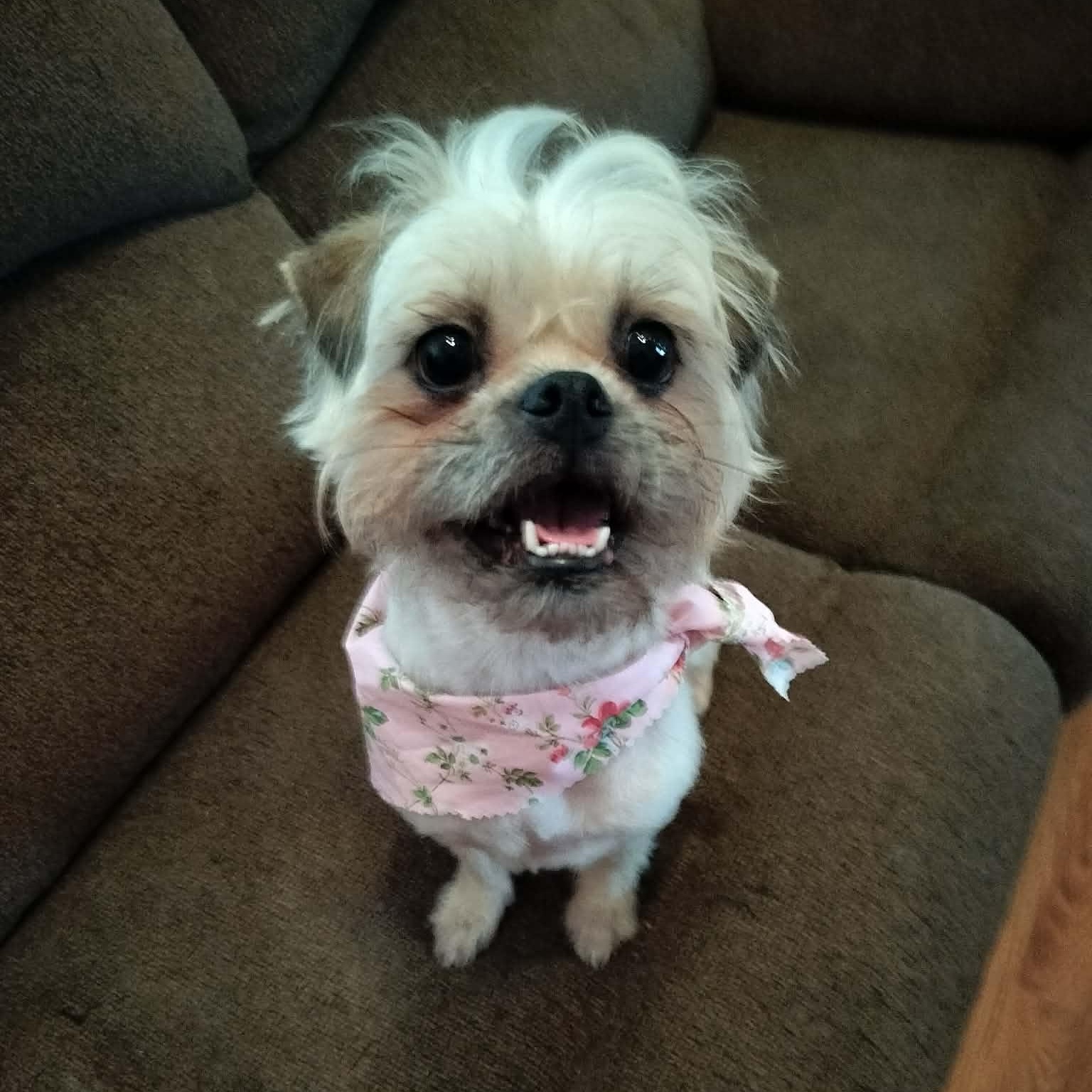 Enlarge MOLLY, an adopted Shih Tzu in Harlem, GA image 5/5