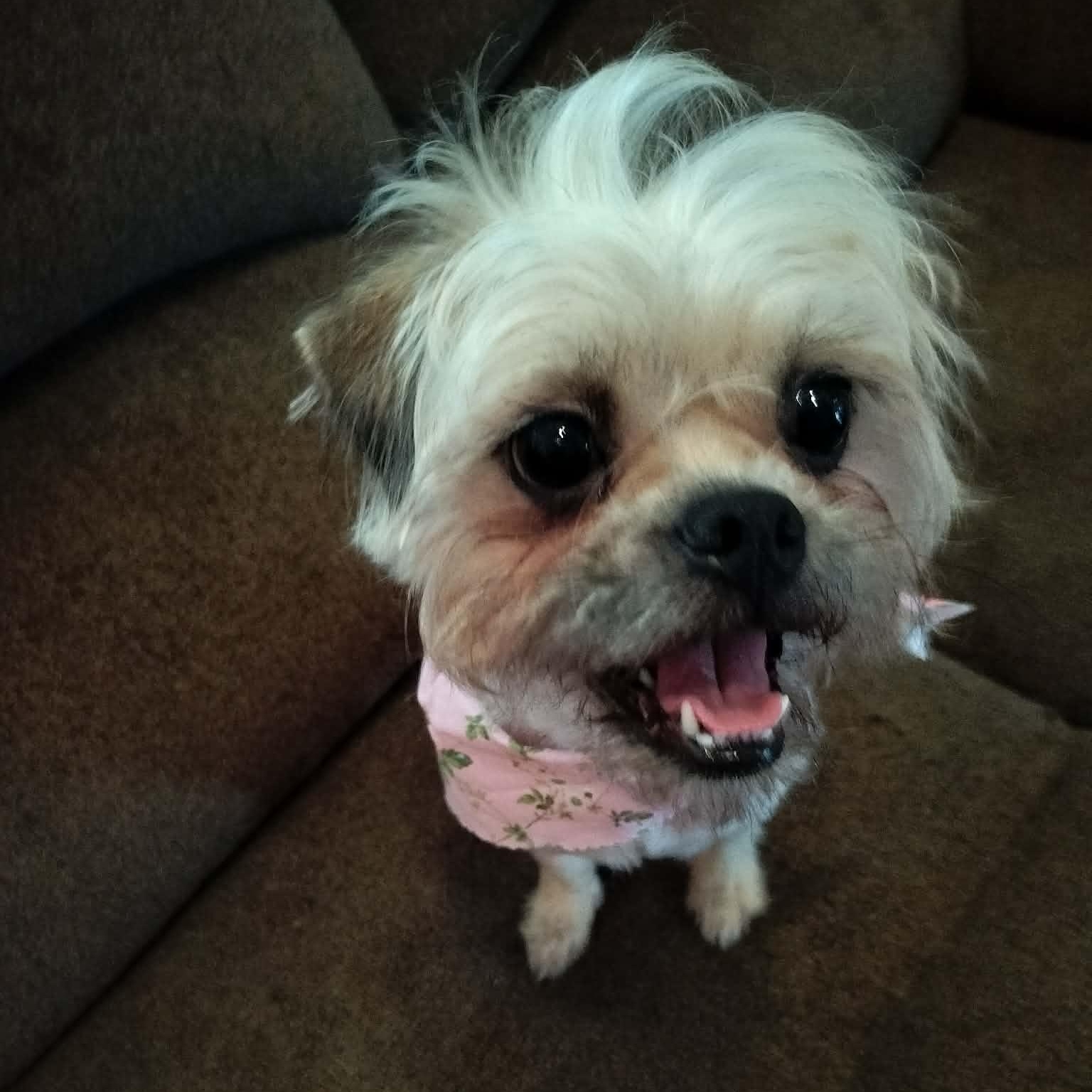 Enlarge MOLLY, an adopted Shih Tzu in Harlem, GA image 2/5