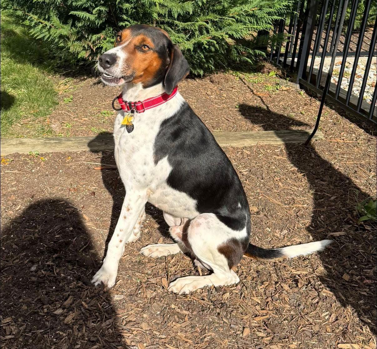 Enlarge Gus - Gus the Great!, a Adoptable Hound in Oakhurst, NJ image 1/3