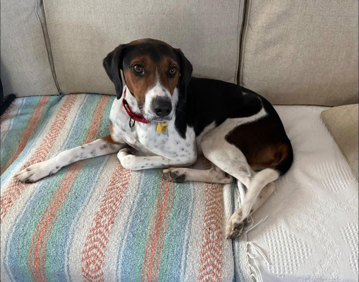 Enlarge Gus - Gus the Great!, a Adoptable Hound in Oakhurst, NJ image 2/3