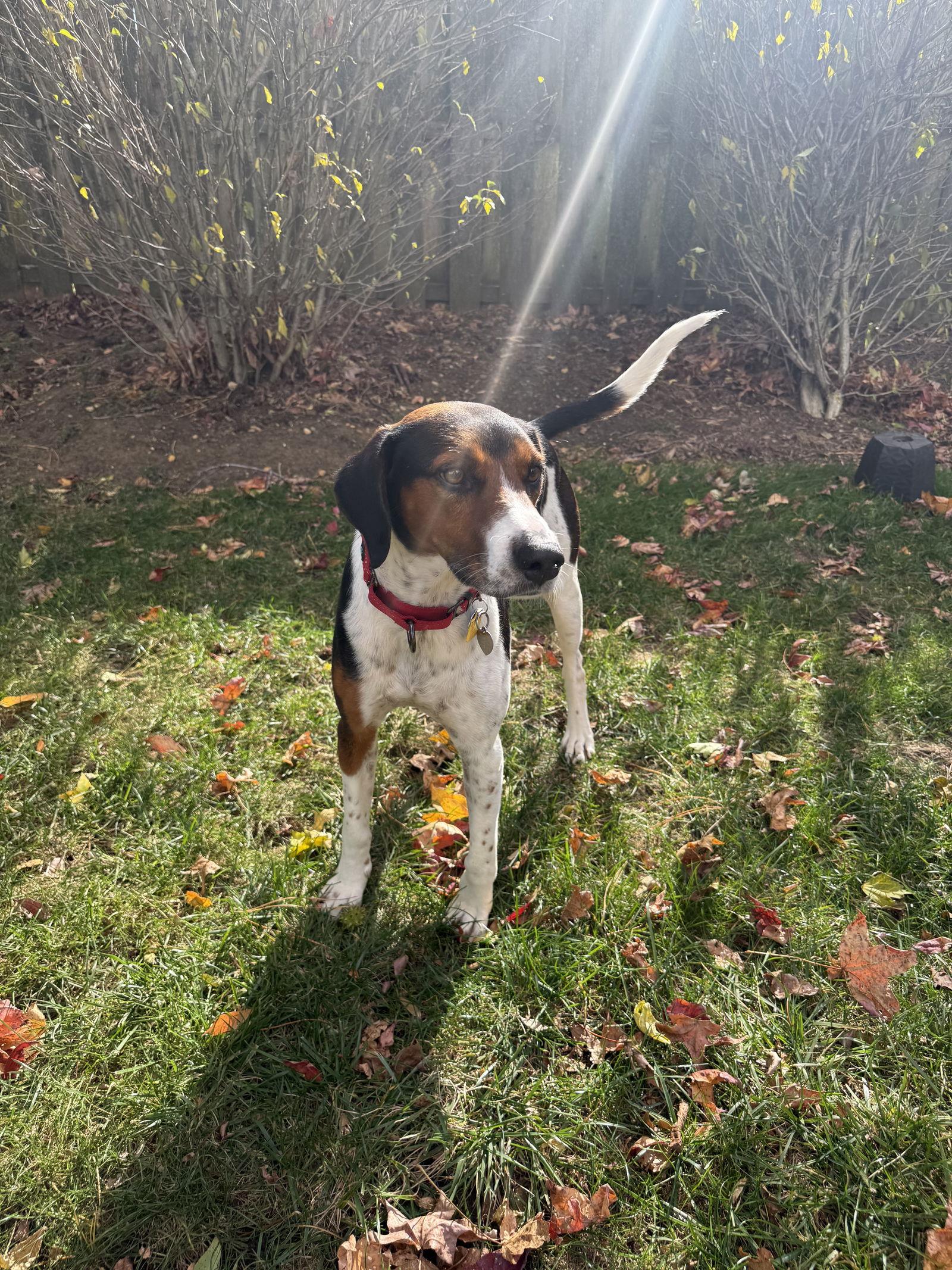 Enlarge Gus - Gus the Great!, a Adoptable Hound in Oakhurst, NJ image 3/3
