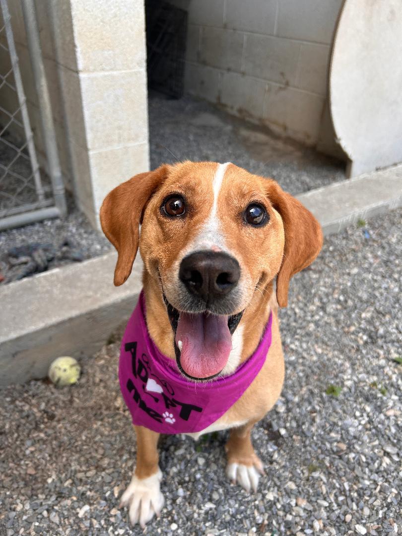 Lula May, ADOPTABLE, Adult Female Basset Hound & Beagle.