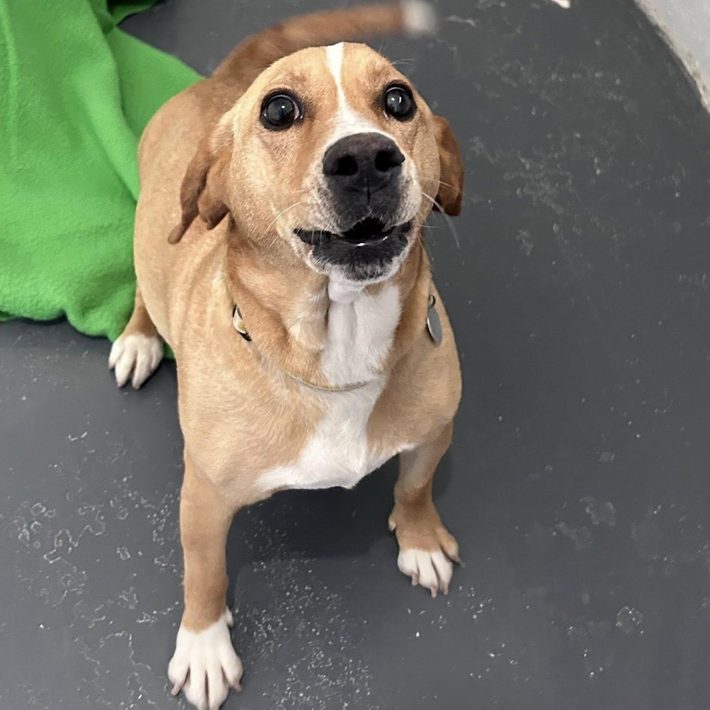 Lula May, a ADOPTABLE mixed breed in Bryson City, NC image 2/2