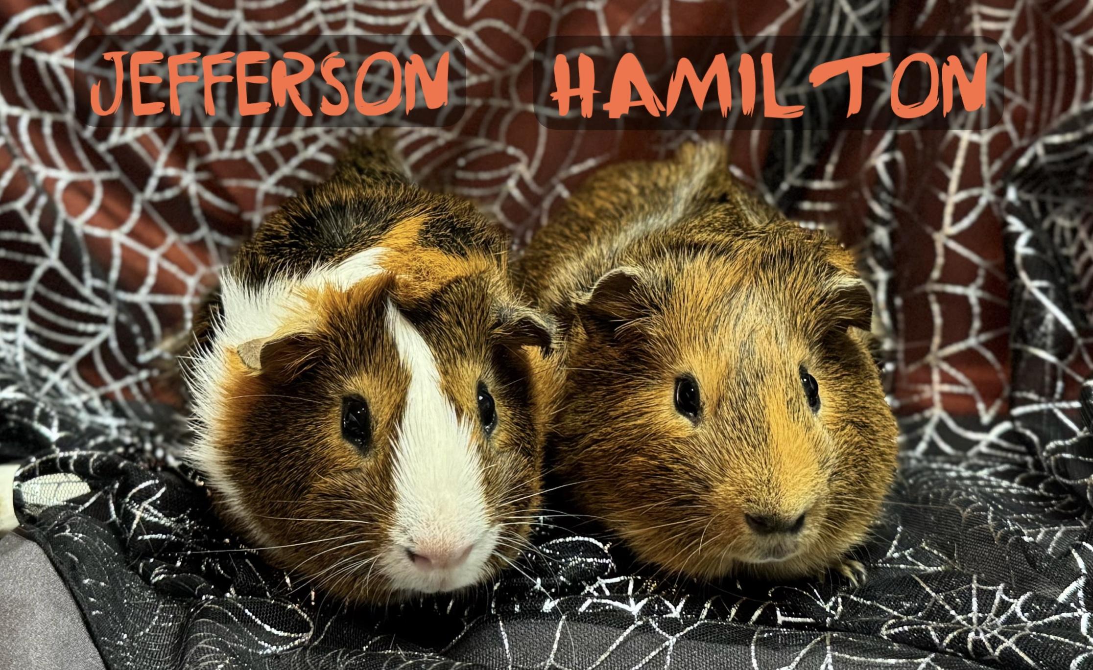 Enlarge Jefferson and Hamilton, a Adoptable Guinea Pig in Knoxville, TN image 1/1