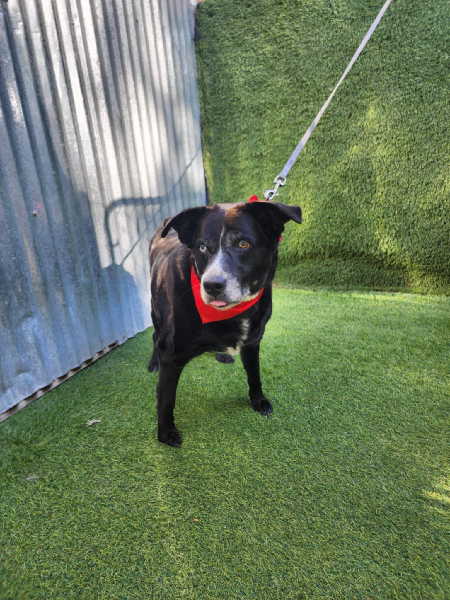 Raven — thumbnail 2