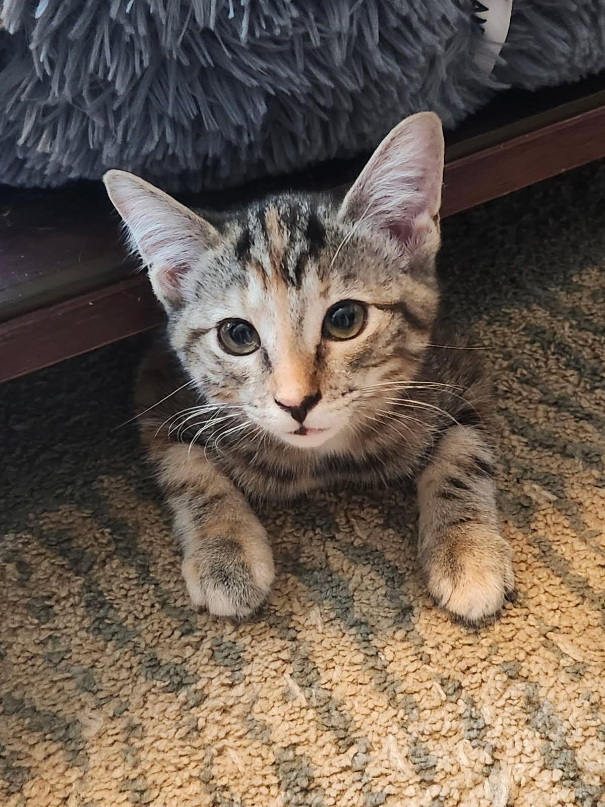 Whisk, Adoptable, Kitten Female Domestic Short Hair.
