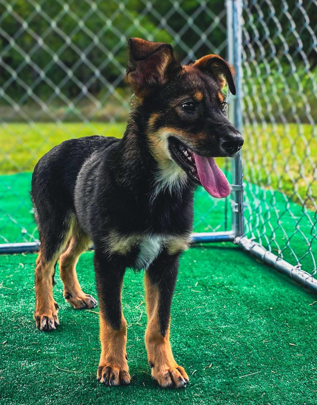 Dakota