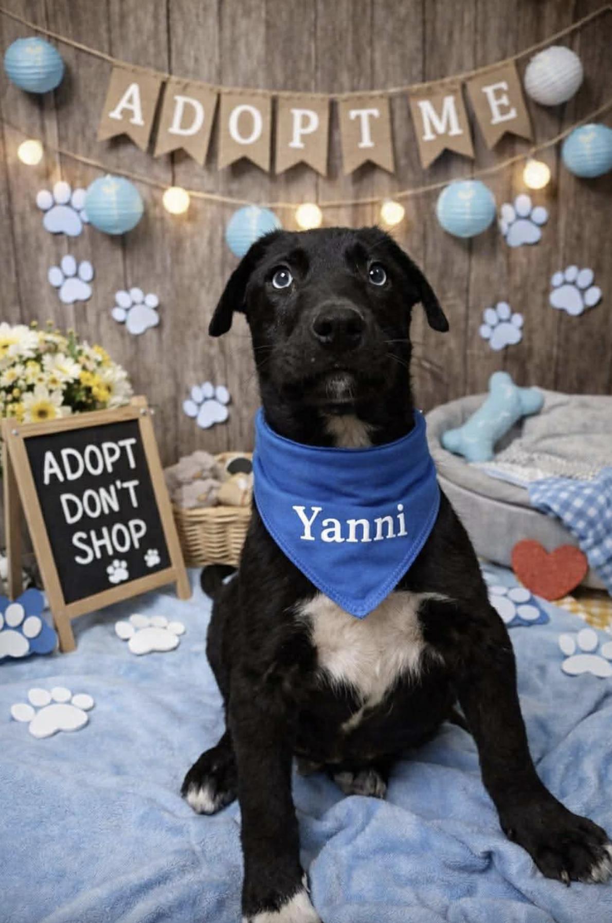 Enlarge Yanni, a Adopted mixed breed in Ann Arbor, MI image 1/4