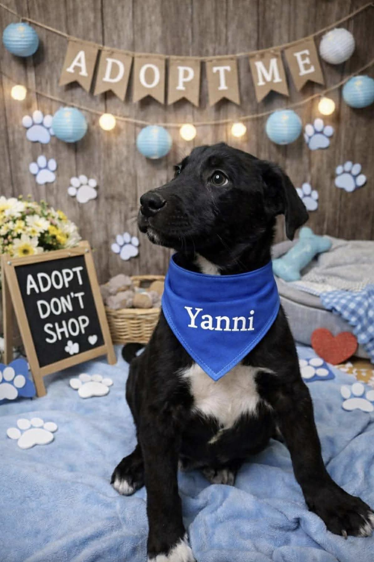 Enlarge Yanni, a Adopted mixed breed in Ann Arbor, MI image 3/4