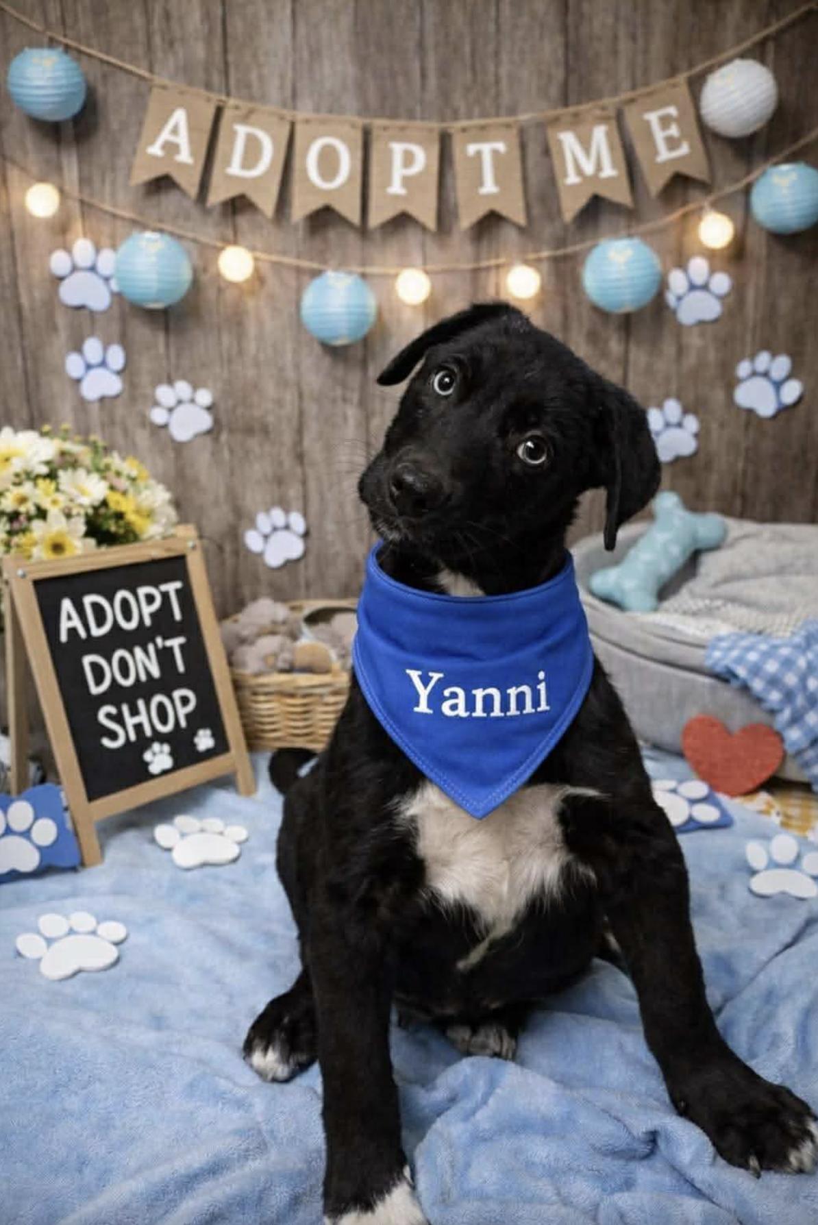 Enlarge Yanni, a Adopted mixed breed in Ann Arbor, MI image 2/4
