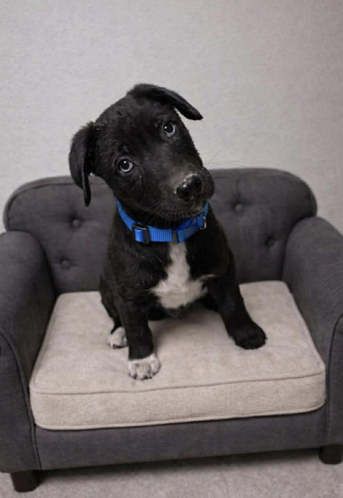 Enlarge Yanni, a Adopted mixed breed in Ann Arbor, MI image 4/4