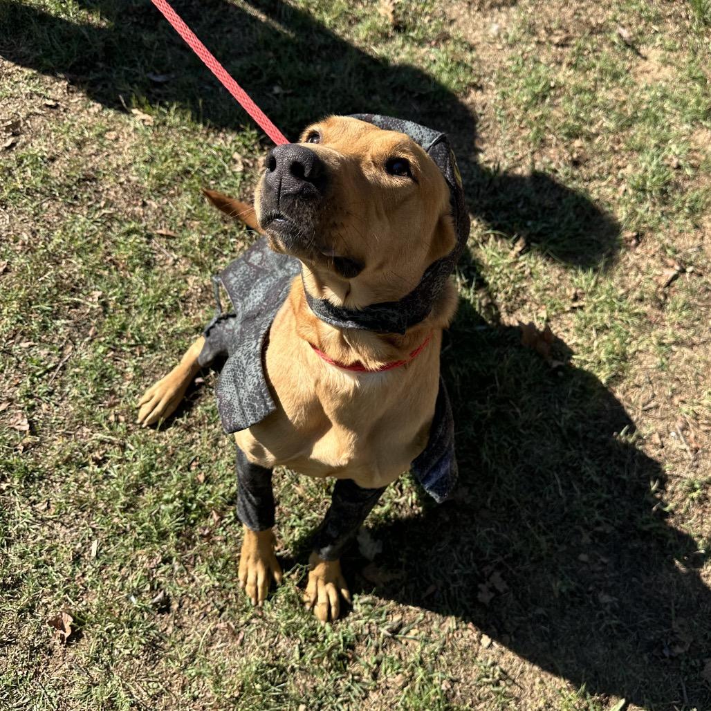 Little Lady, Adoptable, Adult Female Mixed Breed.
