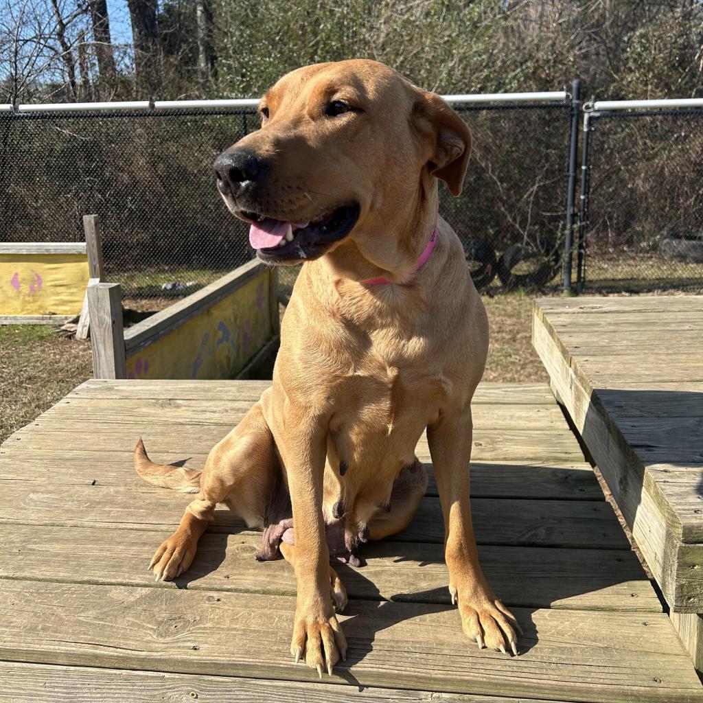 Enlarge Little Lady, a Adoptable Mixed Breed in Chattanooga, TN image 2/6