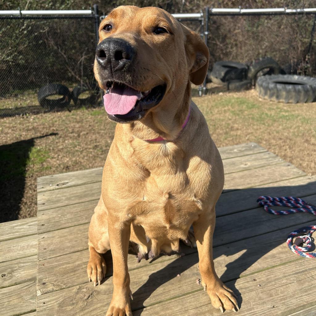 Enlarge Little Lady, a Adoptable Mixed Breed in Chattanooga, TN image 3/6
