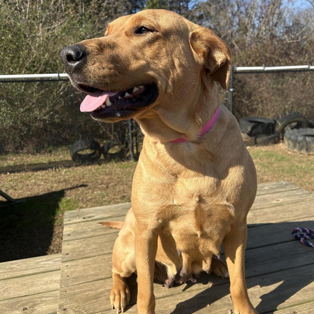Enlarge Little Lady, a Adoptable Mixed Breed in Chattanooga, TN image 4/6