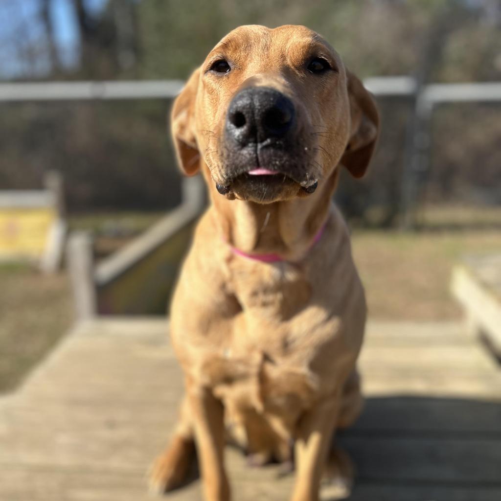 Enlarge Little Lady, a Adoptable Mixed Breed in Chattanooga, TN image 5/6