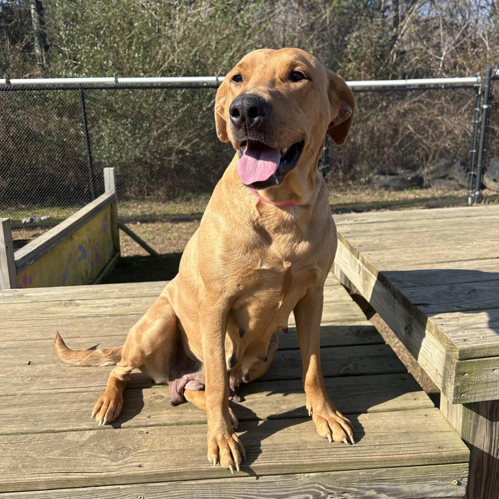 Enlarge Little Lady, a Adoptable Mixed Breed in Chattanooga, TN image 6/6
