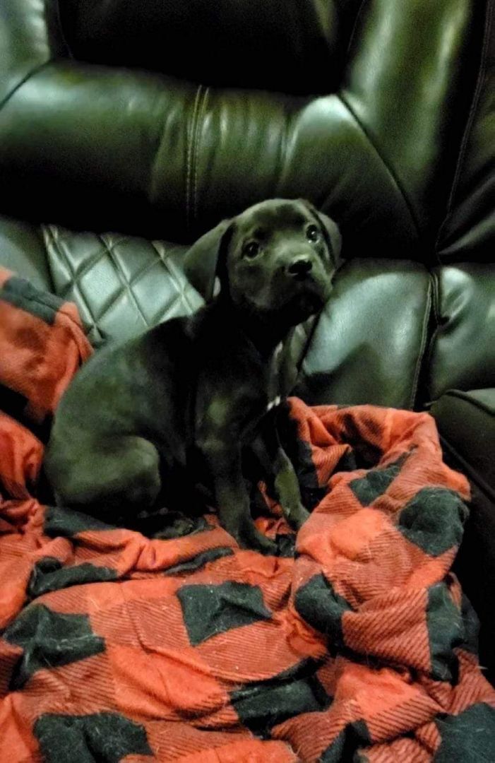 Ceara, a Adoptable mixed breed in Shelby, NC image 2/10