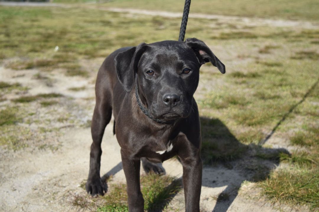 Ceara, a Adoptable mixed breed in Shelby, NC image 3/10