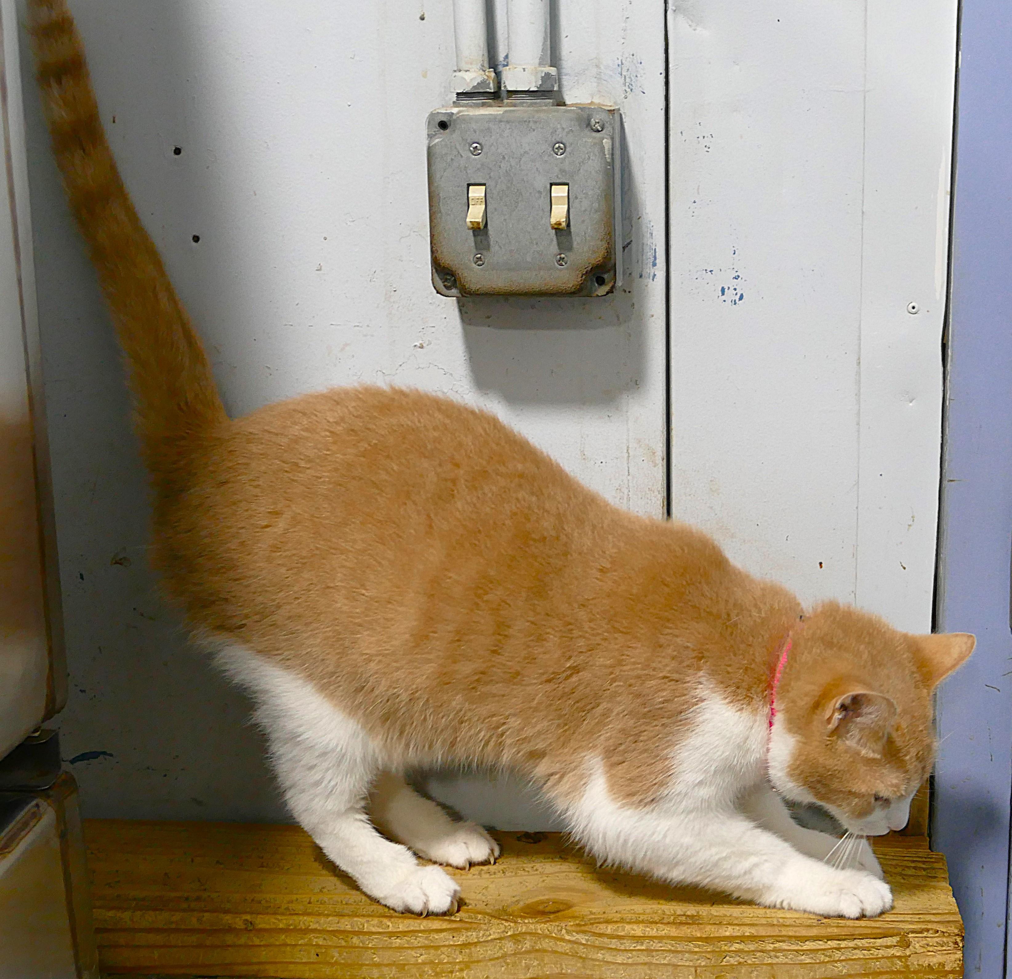 EVEE, a ADOPTABLE mixed breed in Beechbottom, WV image 2/2