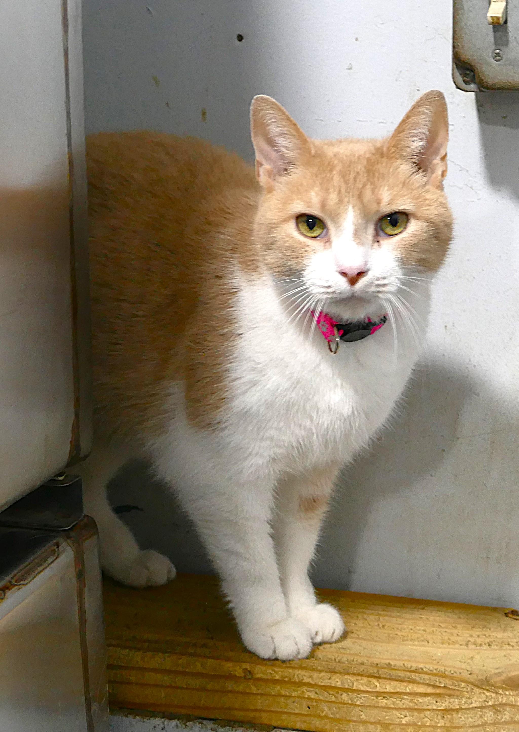 EVEE, ADOPTABLE, Adult Female Domestic Short Hair.
