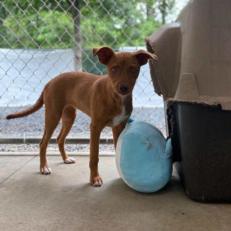 Ginger, Adoptable, Puppy Female Feist.