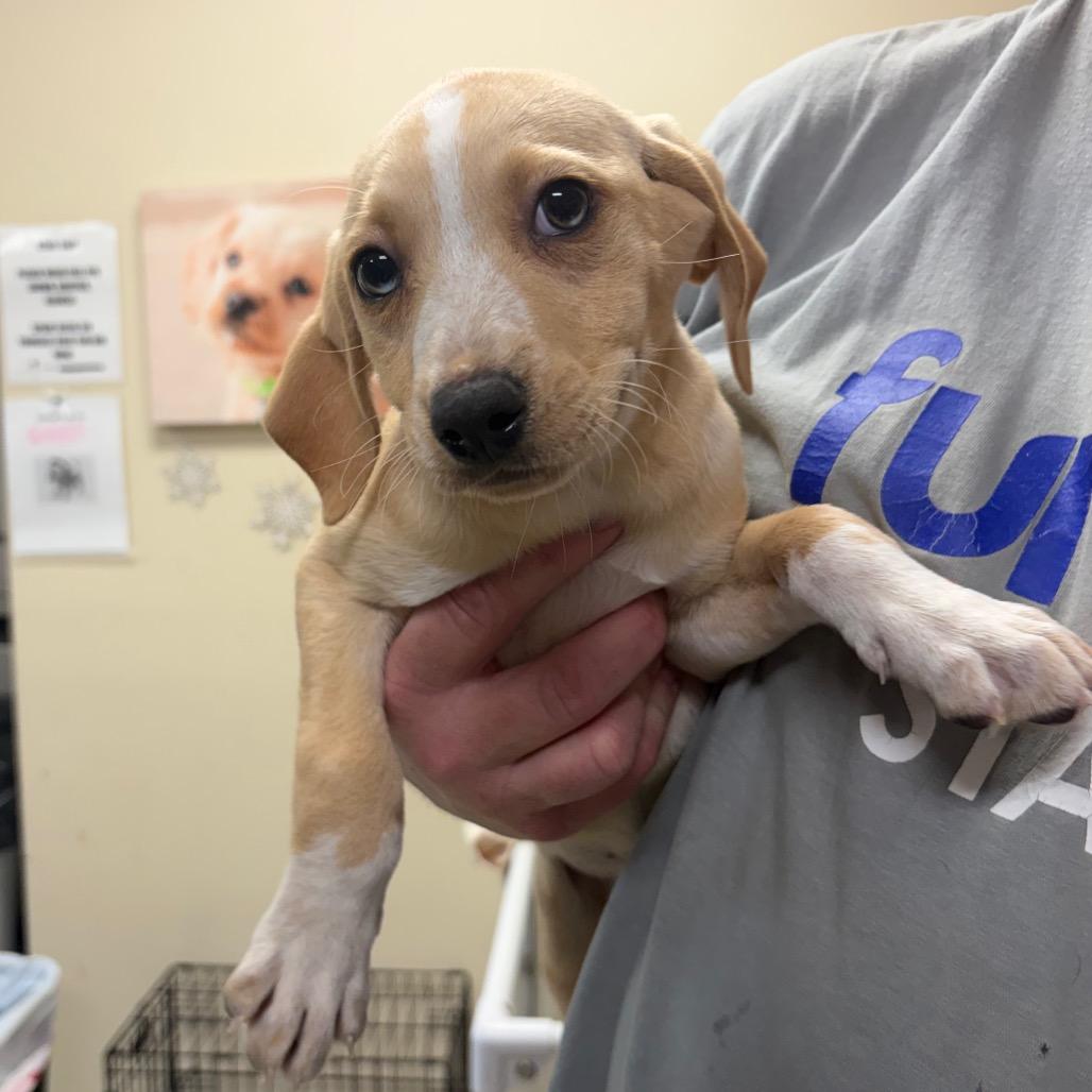 Dixie 22101 — thumbnail 2