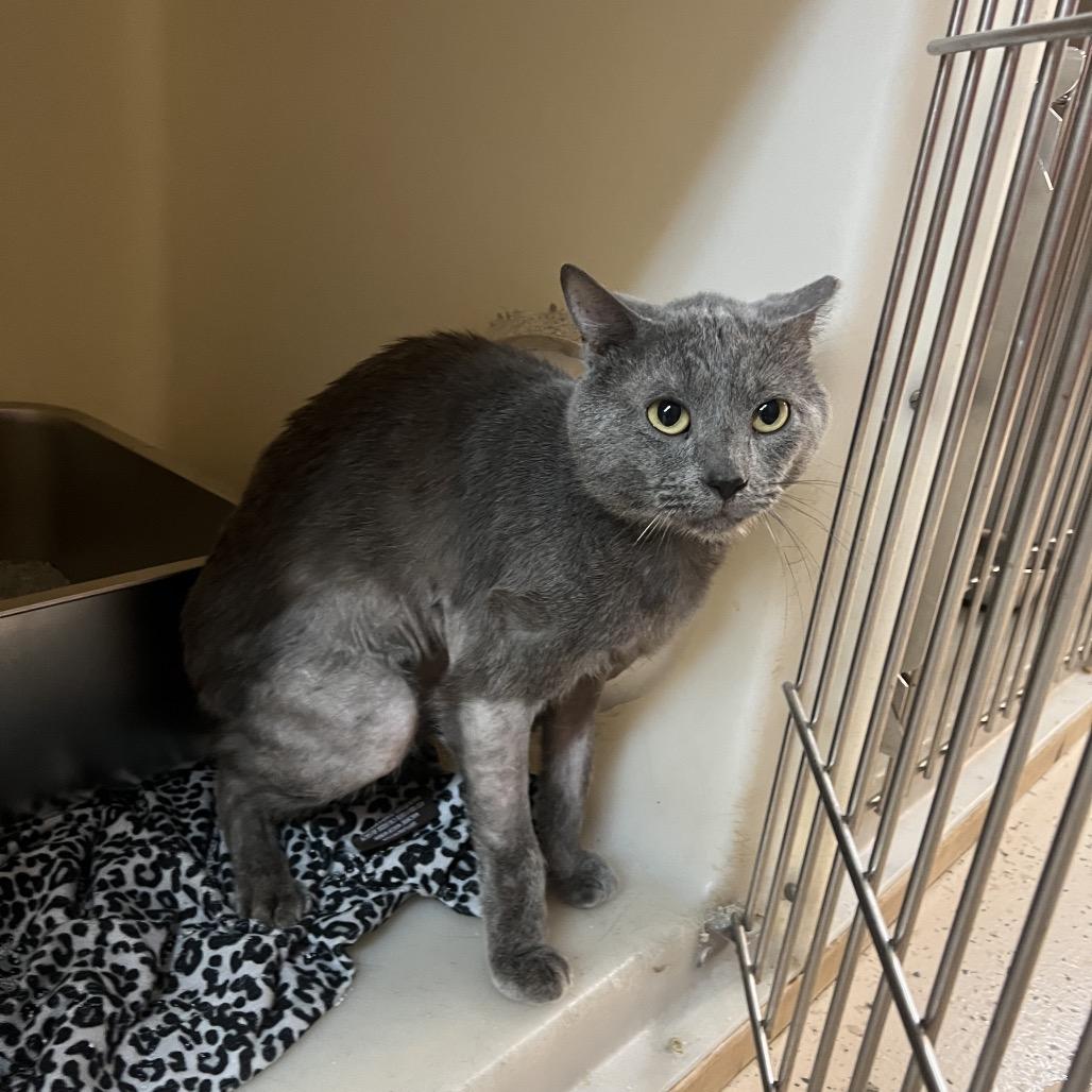 Jinx, Adoptable, Adult Male Domestic Short Hair.