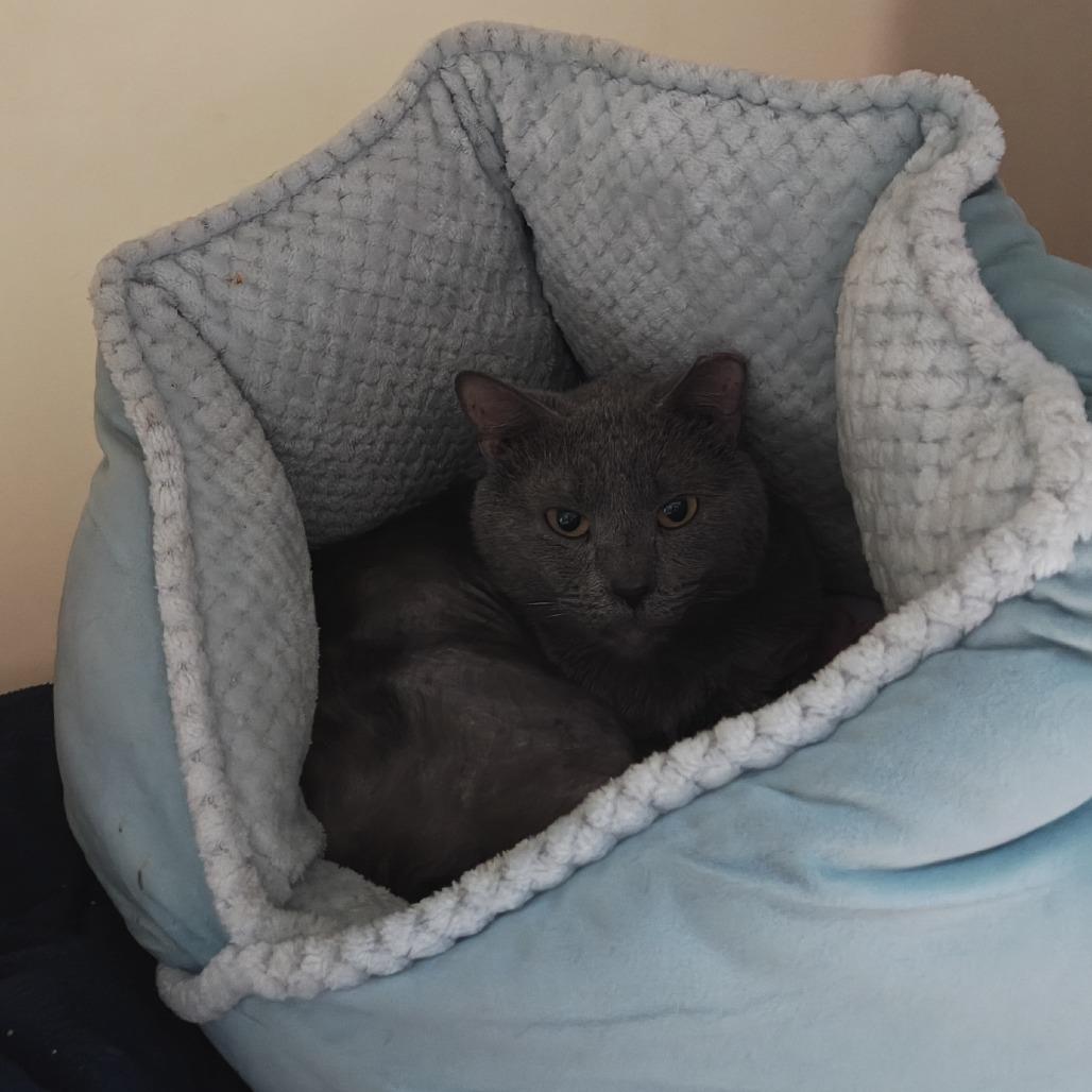 Jinx, Adoptable, Adult Male Domestic Short Hair.
